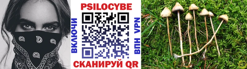 Псилоцибиновые грибы Cubensis  Суоярви 